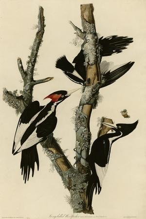 Woodpecker posters Wall Art: Prints, Paintings & Posters | Art.com