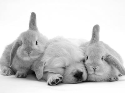 Rabbits Black and White Photography Wall Art: Prints, Paintings & Posters |  Art.com