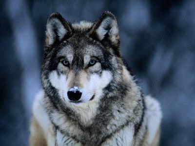 Wolves Art Prints Paintings Posters Framed Wall Artwork For Sale Art Com