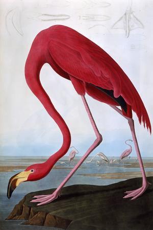 Flamingo Wall Art: Prints, Paintings & Posters