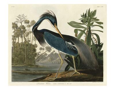 Heron Prints, Paintings, Posters & Wall Art | Art.com