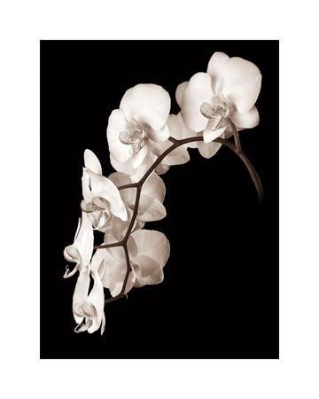 Orchids Black and White Photography Wall Art: Prints, Paintings & Posters |  Art.com