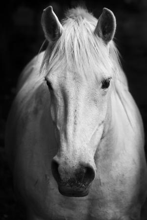 Beautiful horses black and white photography artwork for sale posters and prints the new art com Beautiful horses black and white photography artwork for sale posters and prints the new art com