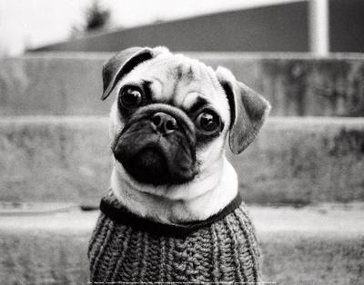 Kim Levin Bentley Animal Dog Pug Photograph Black and White Print Poster 11×14