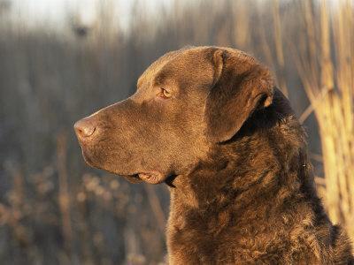 CHESAPEAKE BAY RETRIEVER DOG RETRIEVING DUCK LOVELY PRINT MOUNTED READY TO FRAME
