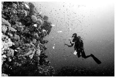 Scuba Diving Black and White Photography Wall Art: Prints, Paintings &  Posters | Art.com