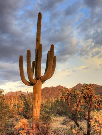 Saguaro Cactus en un desierto Después de la Tormenta de nieve Tucson  Arizona EE. UU. Poster Print (36 x 12)