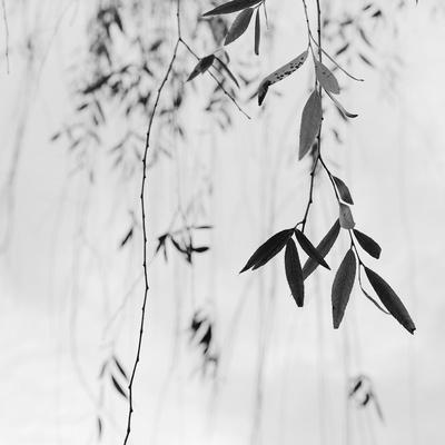 Bamboo print by John Barger