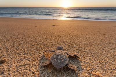 Tiny Turtle Photograph by John Coffey - Fine Art America