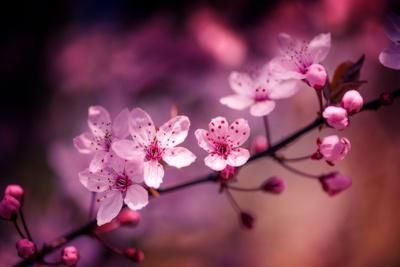 cherry blossom macro photography