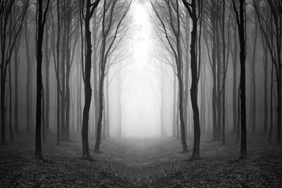 Black & White Forest Photography: Prints & Wall Art | Art.com