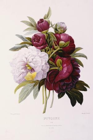 Pierre-Joseph Redoute Prints & Wall Art | Art.com