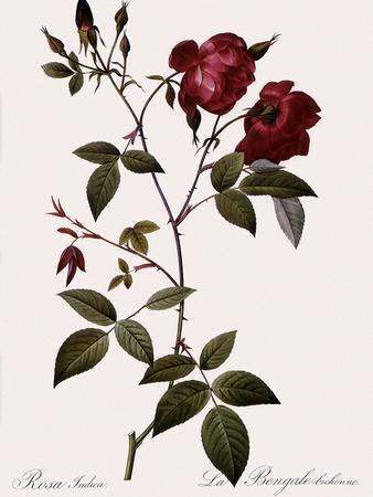 Pierre-Joseph Redouté Roses Wall Art: Prints, Paintings & Posters | Art.com
