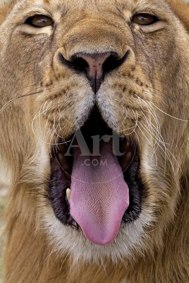 Lion With Open Mouth 96