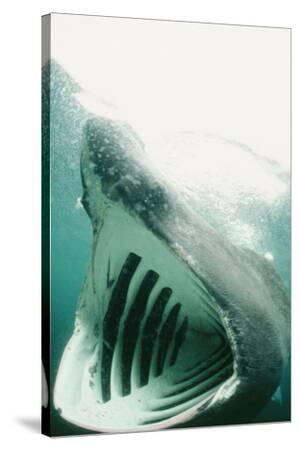 Basking Shark Mouth 9