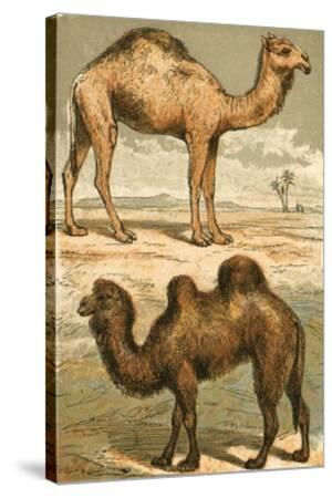 chat online free advice