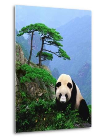 Giant Panda Pictures To Print Giant Panda Photographic Print at Artcom