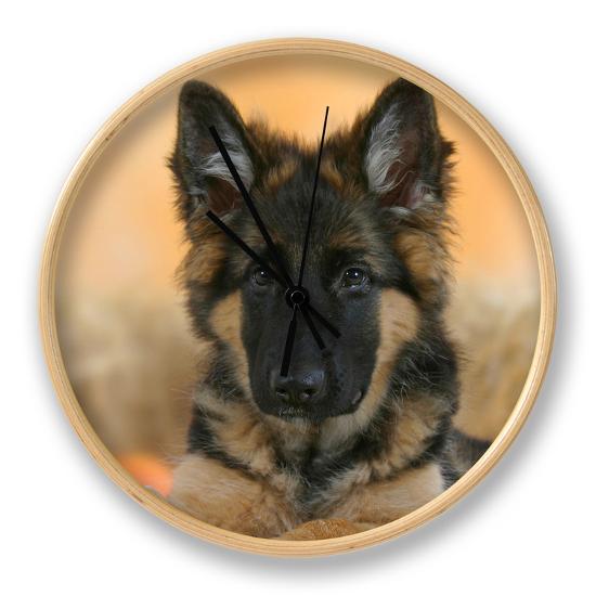 German Shepherd Chat Rooms German Shepherd Chat Rooms