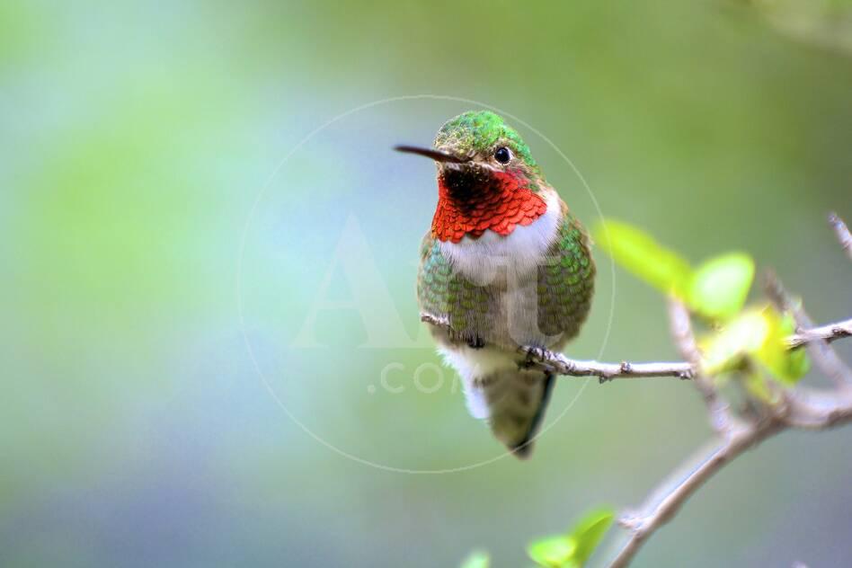 a ruby throated hummingbird one of the most common of the a ruby throated hummingbird one of the most common of the