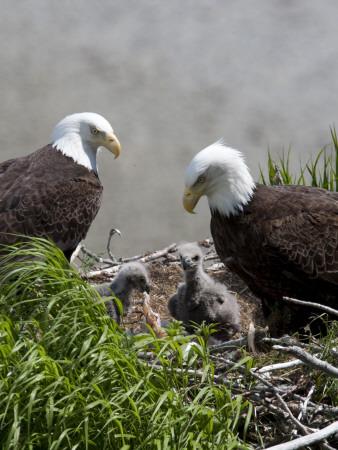 American Bald Eagles, Haliaeetus Leucocephalus, in Nest ...