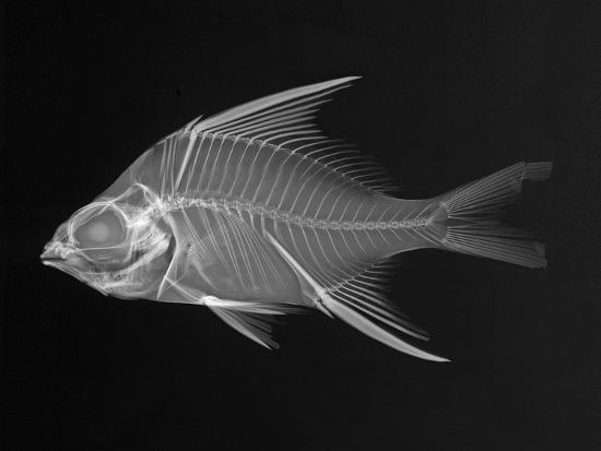 Striped mojarra fish Sexual bondage - houdini bondage box