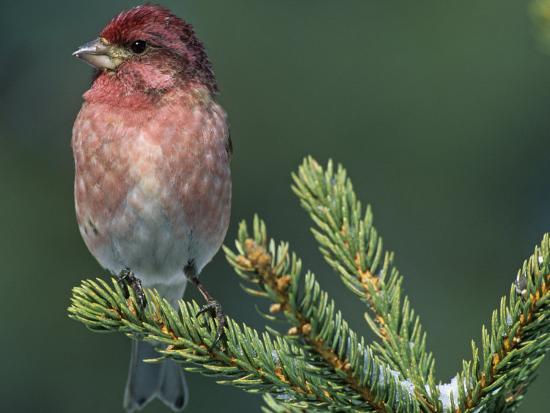 male purple finch carpodacus purpureus the state bird male purple finch carpodacus purpureus the state bird