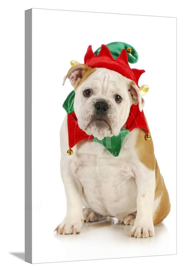 Dog Elf Costume Uk Dog Elf Costume Uk