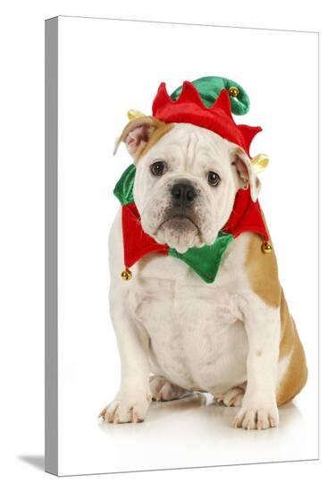 Large Dog Christmas Outfits Uk Large Dog Christmas Outfits Uk