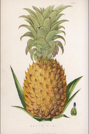 Pineapple Hawaii Aloha Happy Isles Vintage Can Label Art Poster Print Giclée