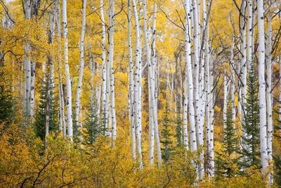 20++ Finest Aspen tree wall art images information