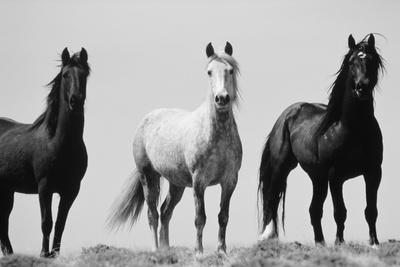 black and white horse drawings