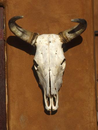 Animal Skulls Photography Wall Art: Prints, Paintings & Posters Animal Skulls Photography Wall Art: Prints, Paintings & Posters