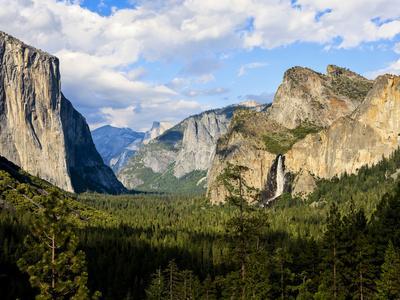 Pine Tree Valley Winter Vertical Photo Prints Wall Art wall hanging Printable Yosemite National Park California Photography