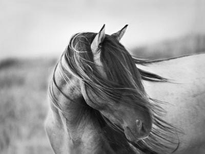 Black & White Horse Photography: Prints and Wall Art | Art.com