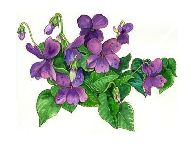 Violets Paintings & Wall Art Prints | Art.com