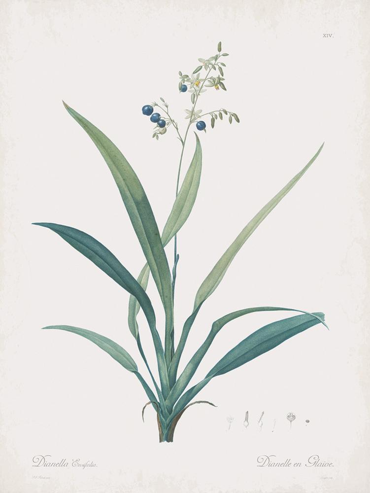 Image of Dianella Ensifolia