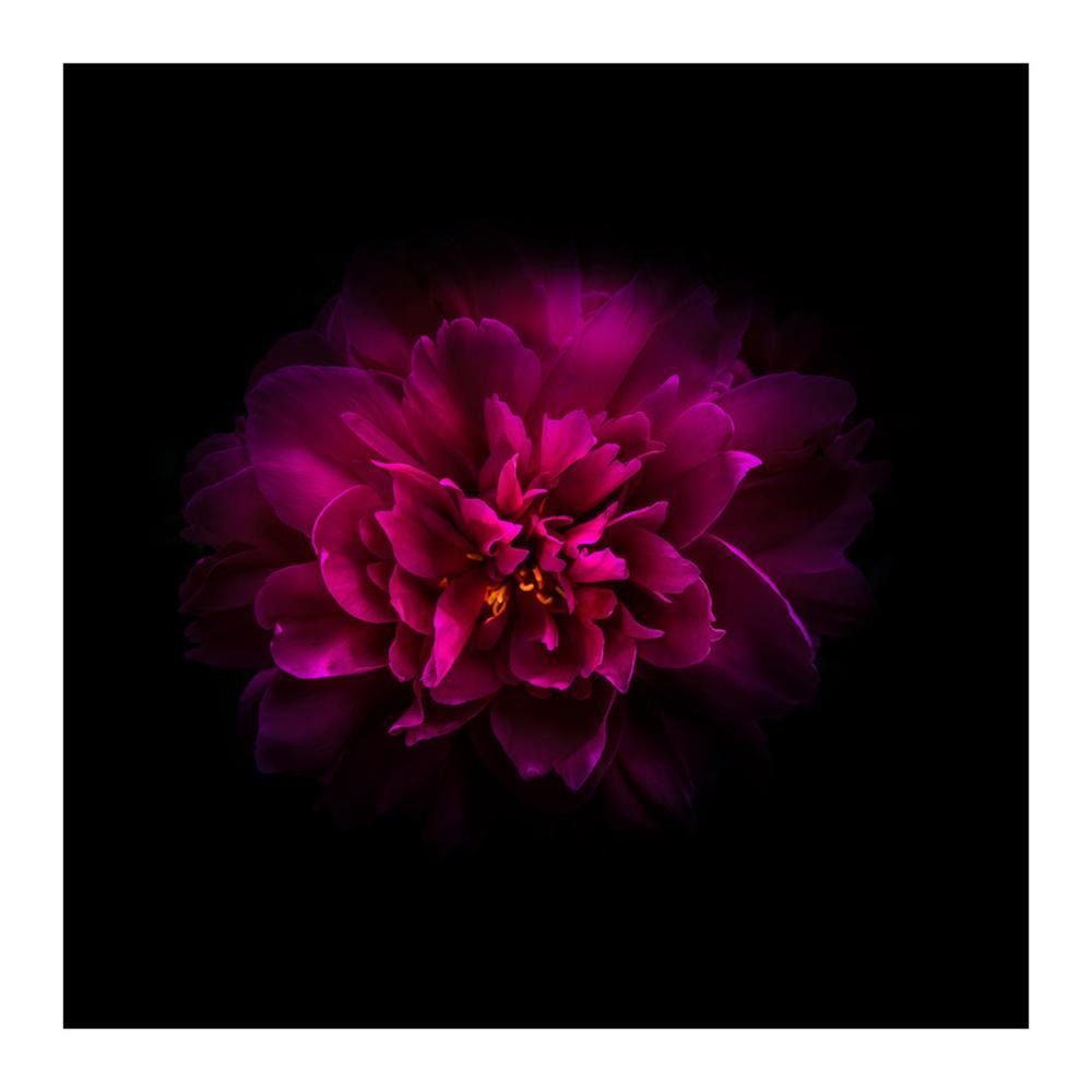 Image of Red Peony