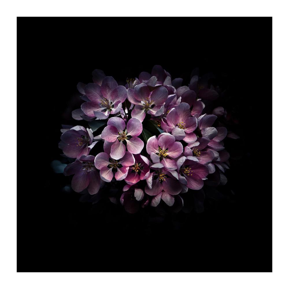 Image of Purple Verbena