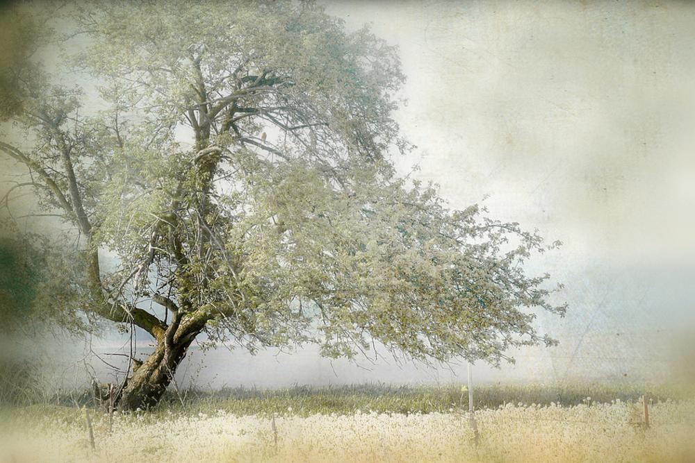 Tree in Field of Flowers