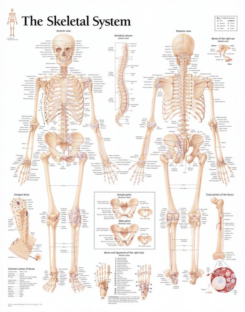 The Skeletal System Chart Poster