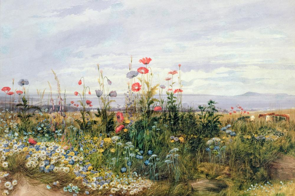 Wildflowers with a View of Dublin Dunleary