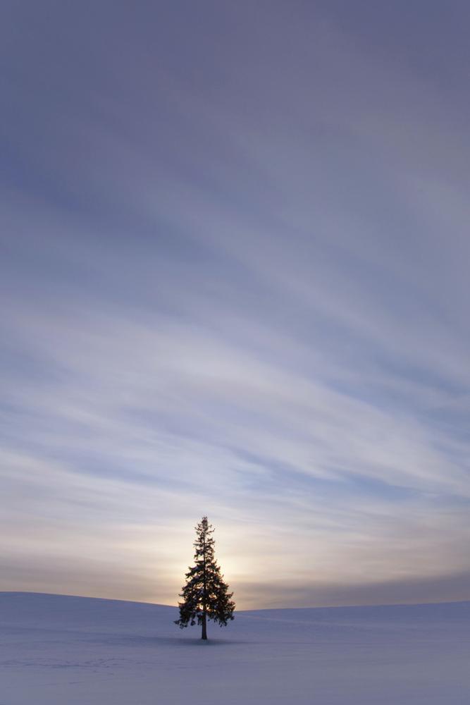 Image of Evergreen Tree in Snowy Field, Biei, Hokkaido, Japan