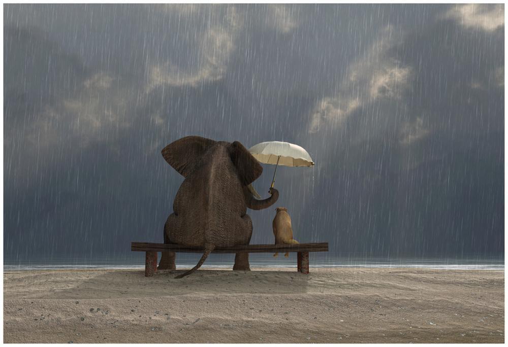 Image of Elephant And Dog Sit Under The Rain
