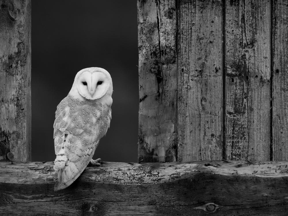 Barn Owl, in Old Farm Building Window, Scotland, UK Cairngorms National Park