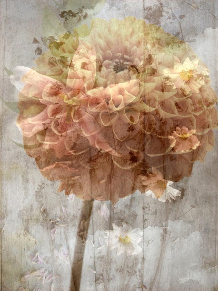 Image of A Poetic Floral Montage of Daisy and Lily