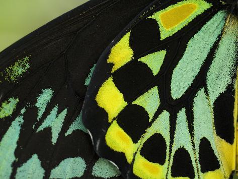 Pattern / On Butterfly Wings :: COLOURlovers