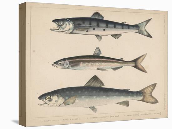 1. Salmon, 2. Osmerus Japonicus, 3. Salmo (Fario) Leucomaenis, 1855-H. Patterson-Premier Image Canvas