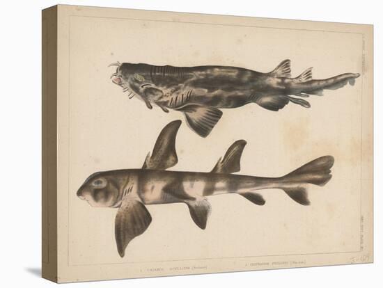 1. Triakis Scyllium, 2. Cestracion Phillippi, 1855-H. Patterson-Premier Image Canvas