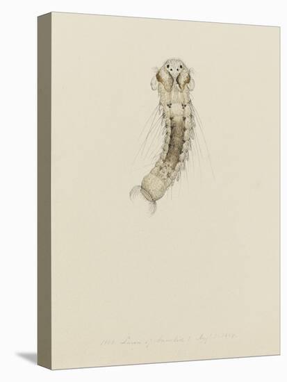 1001. Larva of Annelid, Aug. 1. 1854-Philip Henry Gosse-Premier Image Canvas
