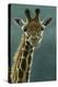 1031 Giraffe Beauty-Jeremy Paul-Premier Image Canvas